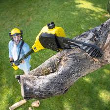 Best Hazardous Tree Removal  in Normandy Park, WA